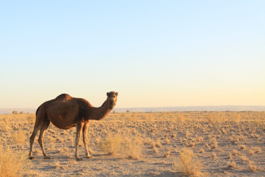 Maranjab desert: Sand dunes and Salt lakes adventures