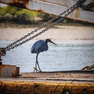  Birdwatching in Harra mangrove forests. We only saw a few but apparently during spring time, over 150 species of migrating birds can be found here. #qeshm 