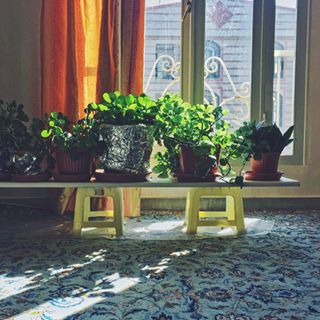  My grandma brings the garden to her house  